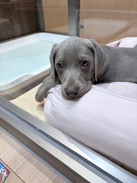 奈良県のワイマラナー (マルエスペット ヒルステップ生駒店/2025年10月11日生まれ/男の子/グレー)の子犬の4枚目の画像