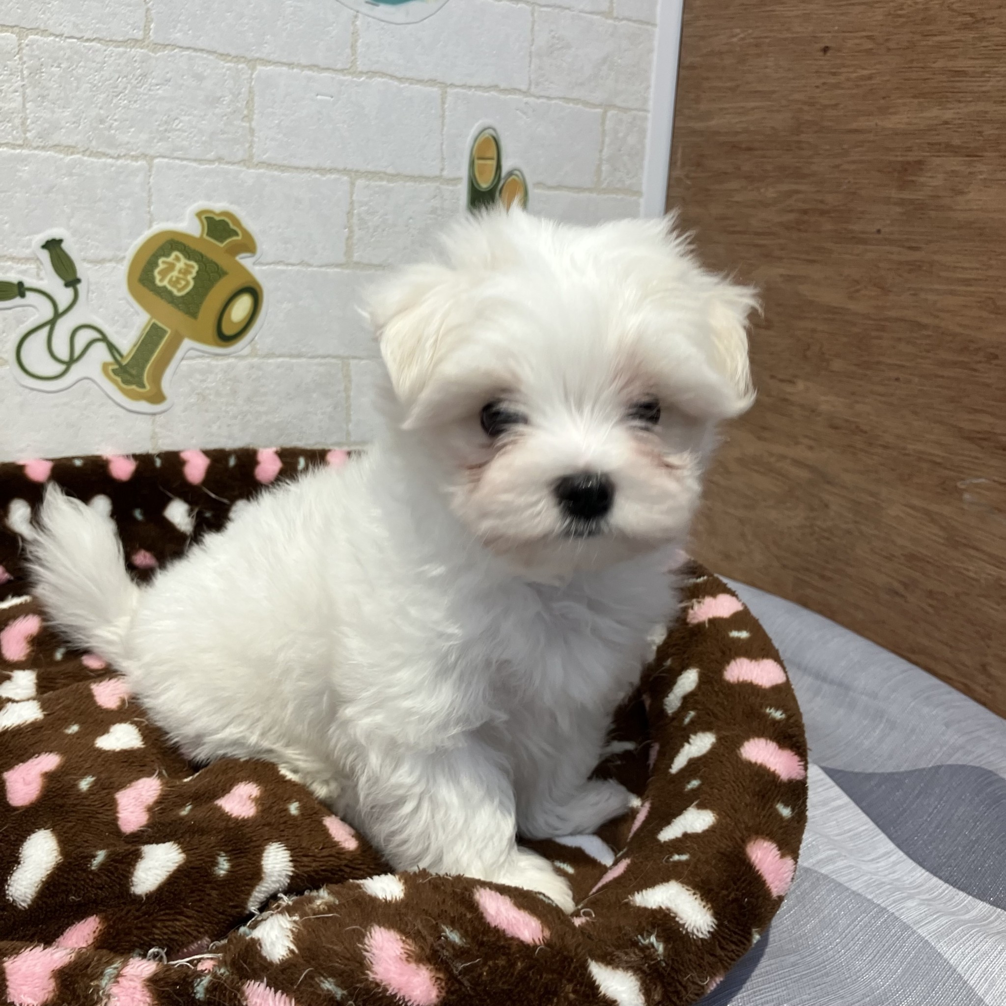 奈良県のマルチーズ (ペットアミ生駒店/2025年11月3日生まれ/男の子/ホワイト)の子犬の4枚目の画像