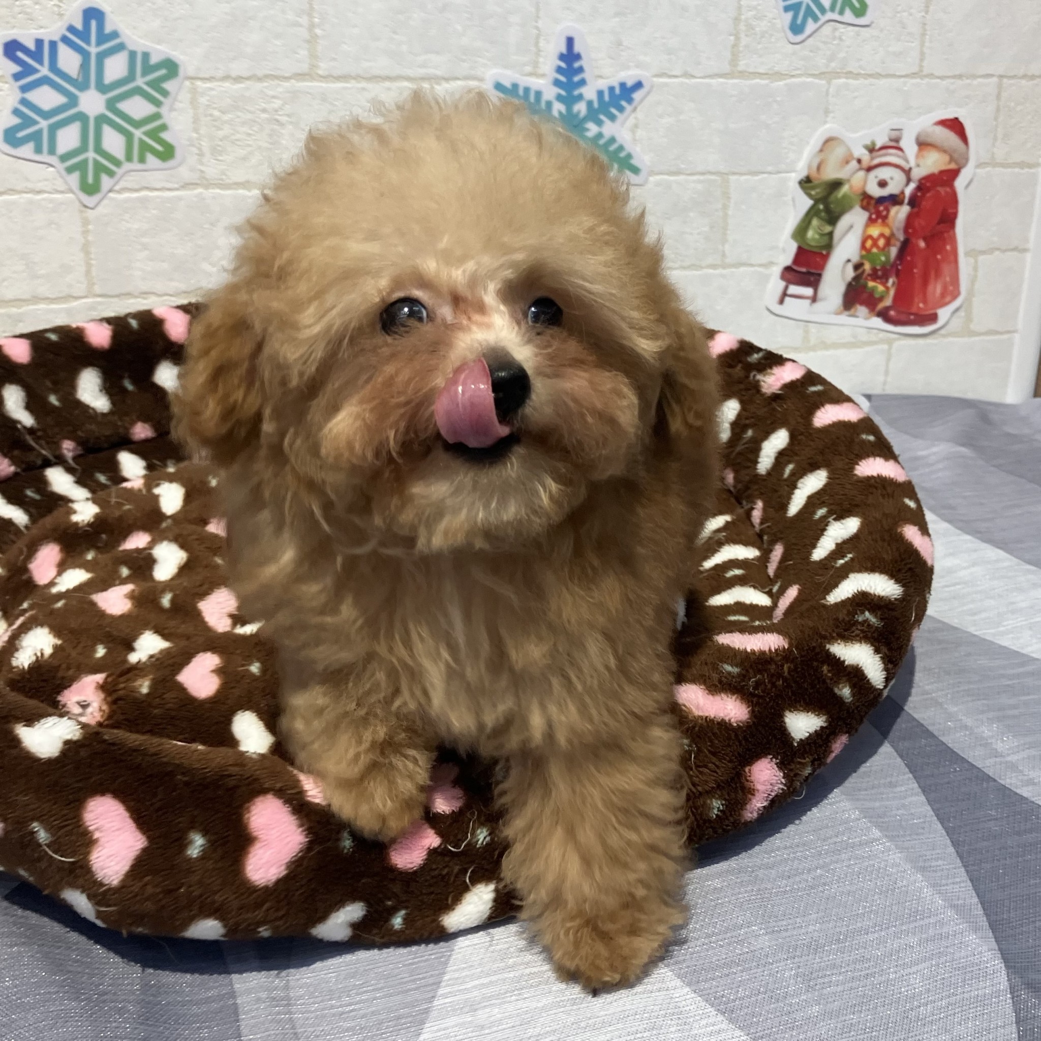 奈良県のトイプードル(トイ) (ペットアミ生駒店/2025年10月6日生まれ/男の子/オレンジフォーン)の子犬の4枚目の画像