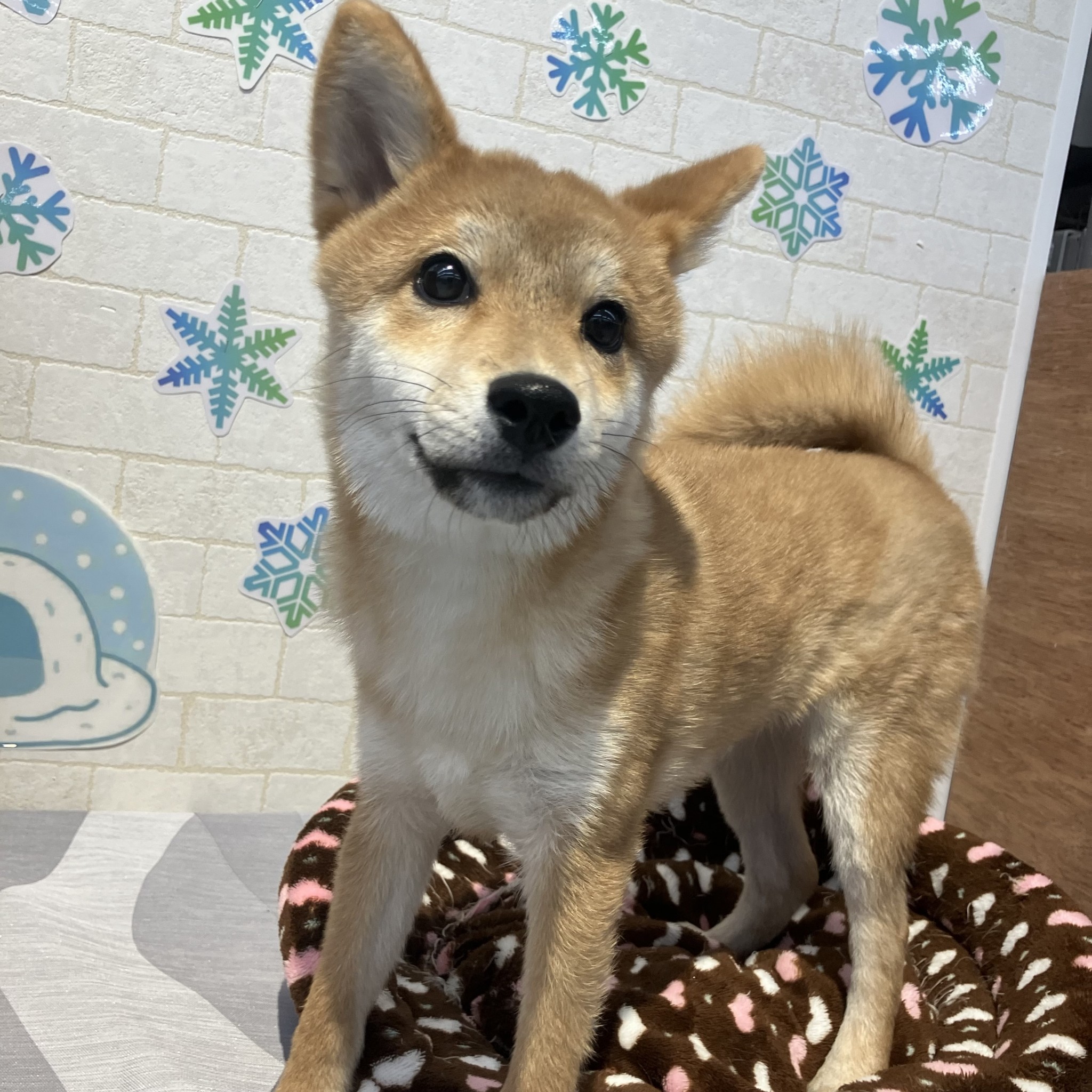 奈良県の柴犬(標準サイズ) (ペットアミ生駒店/2025年8月18日生まれ/男の子/赤)の子犬の4枚目の画像