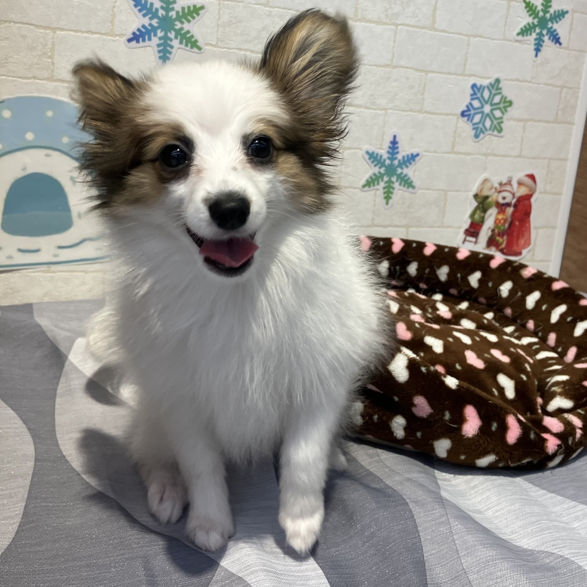 奈良県のパピヨン (ペットアミ生駒店/2025年10月14日生まれ/男の子/ホワイトセーブル)の子犬の4枚目の画像