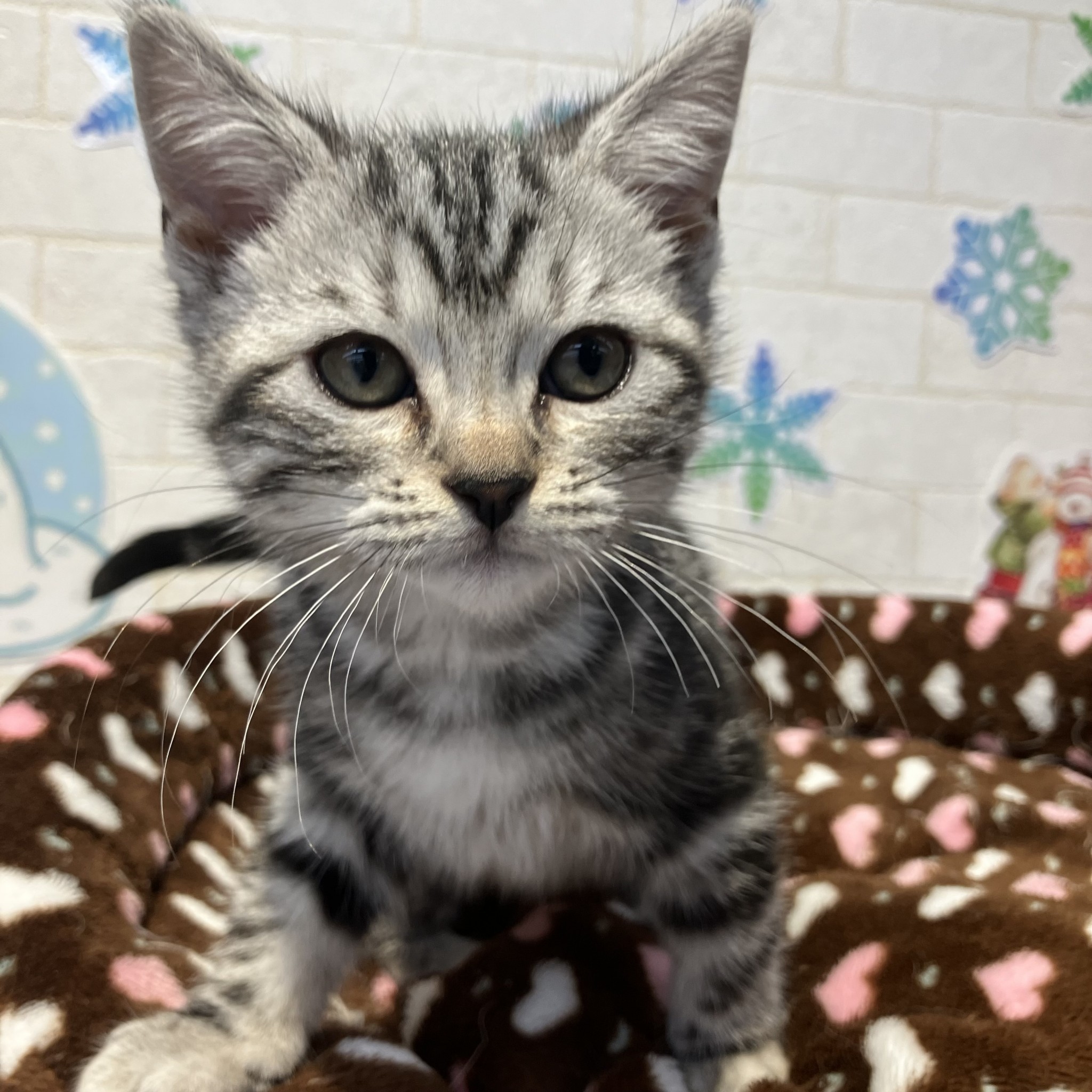 奈良県のアメリカンショートヘアー (ペットアミ生駒店/2025年11月3日生まれ/女の子/シルバータビー)の子猫の4枚目の画像