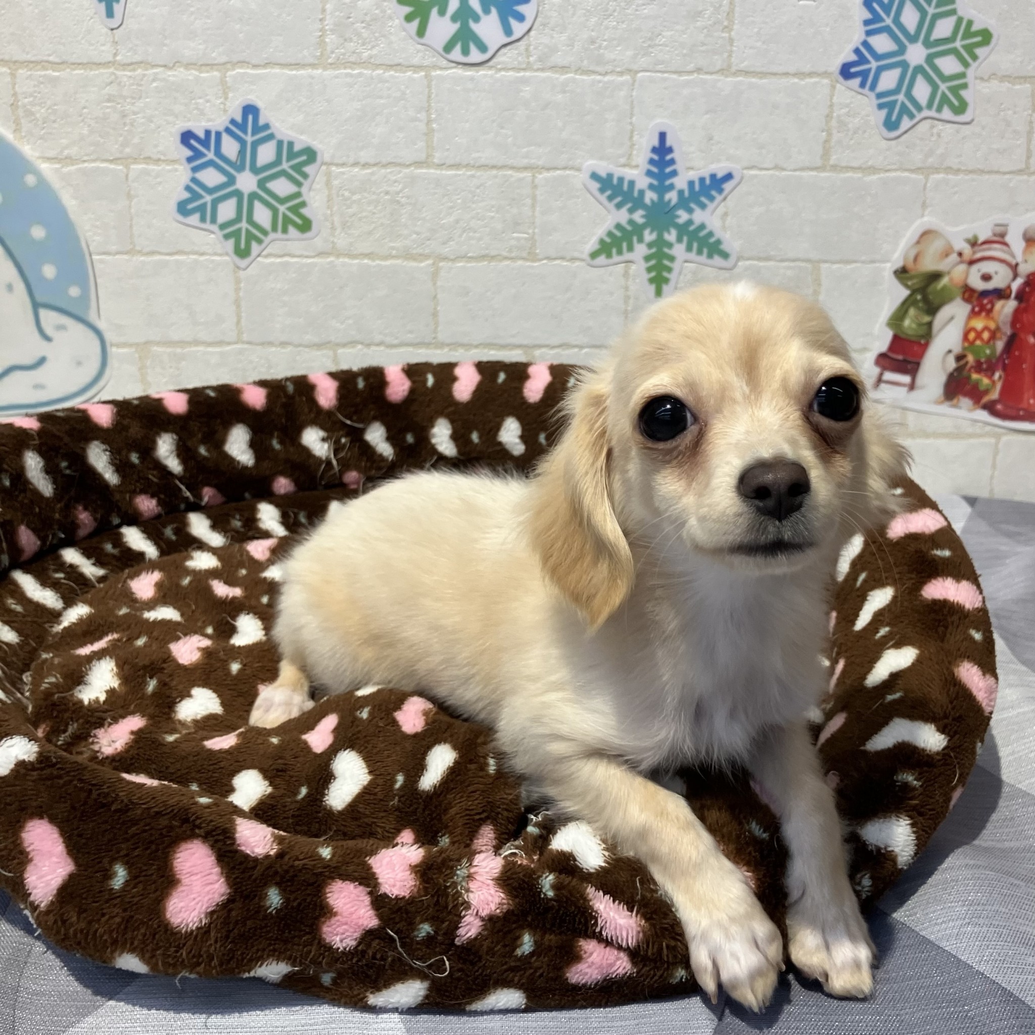 愛知県のチワックス(チワワ×ダックス) (ペッツワン岡崎美合店/2025年9月12日生まれ/男の子/クリームホワイト)の子犬の4枚目の画像