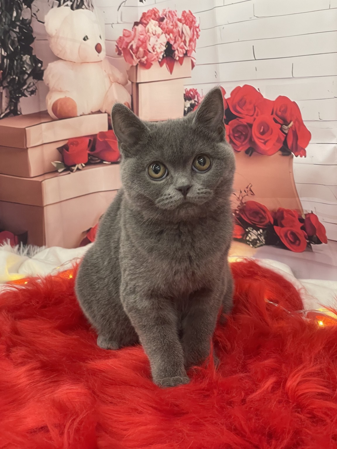 静岡県のブリティッシュショートヘアー (マルエスペット富士見台店/2025年9月4日生まれ/女の子/ブルー)の子猫の4枚目の画像