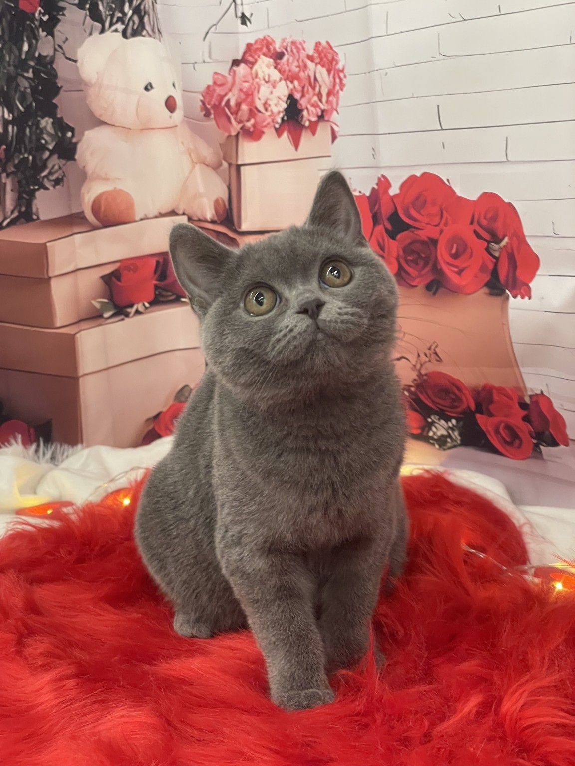 静岡県のブリティッシュショートヘアー (マルエスペット富士見台店/2025年9月4日生まれ/女の子/ブルー)の子猫の3枚目の画像