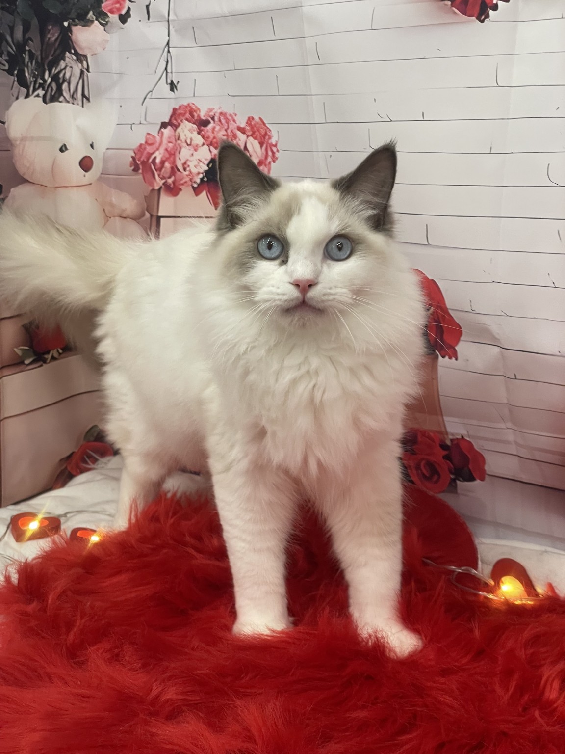 静岡県のラグドール (マルエスペット富士見台店/2025年6月21日生まれ/男の子/ブルーポイントバイカラー)の子猫の4枚目の画像