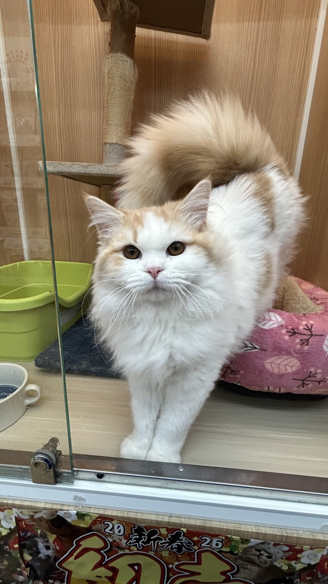 奈良県のラガマフィン (マルエスペット 押熊店/2025年7月3日生まれ/男の子/レッドタビーホワイト)の子猫の4枚目の画像