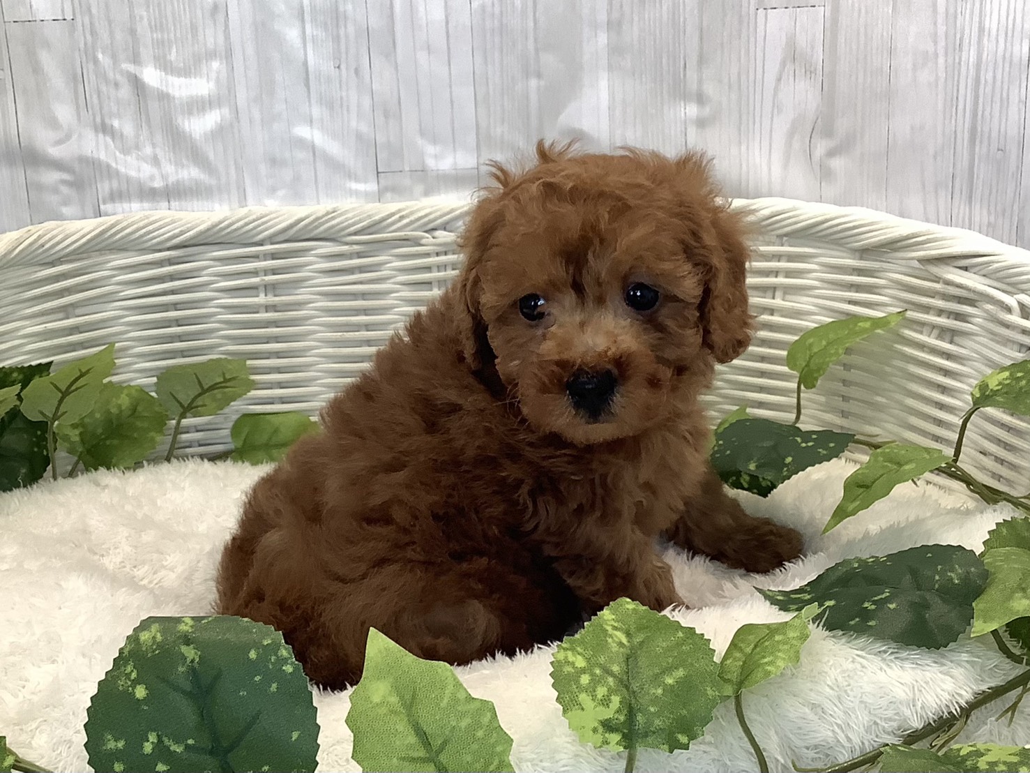 奈良県のトイプードル(トイ) (マルエスペット はんな店/2025年11月3日生まれ/男の子/レッドフォーン)の子犬の2枚目の画像