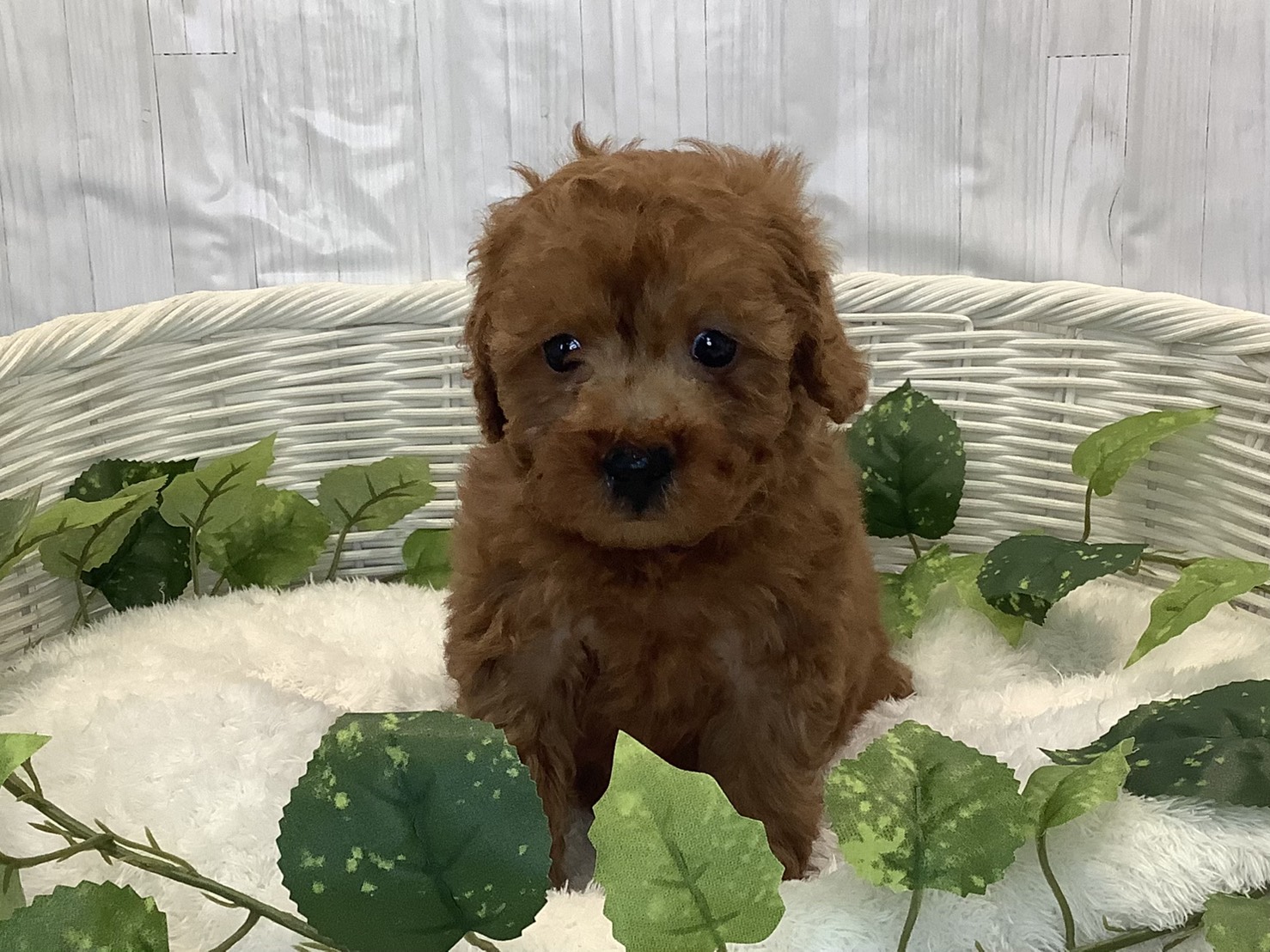 奈良県のトイプードル(トイ) (マルエスペット はんな店/2025年11月3日生まれ/男の子/レッドフォーン)の子犬の1枚目の画像