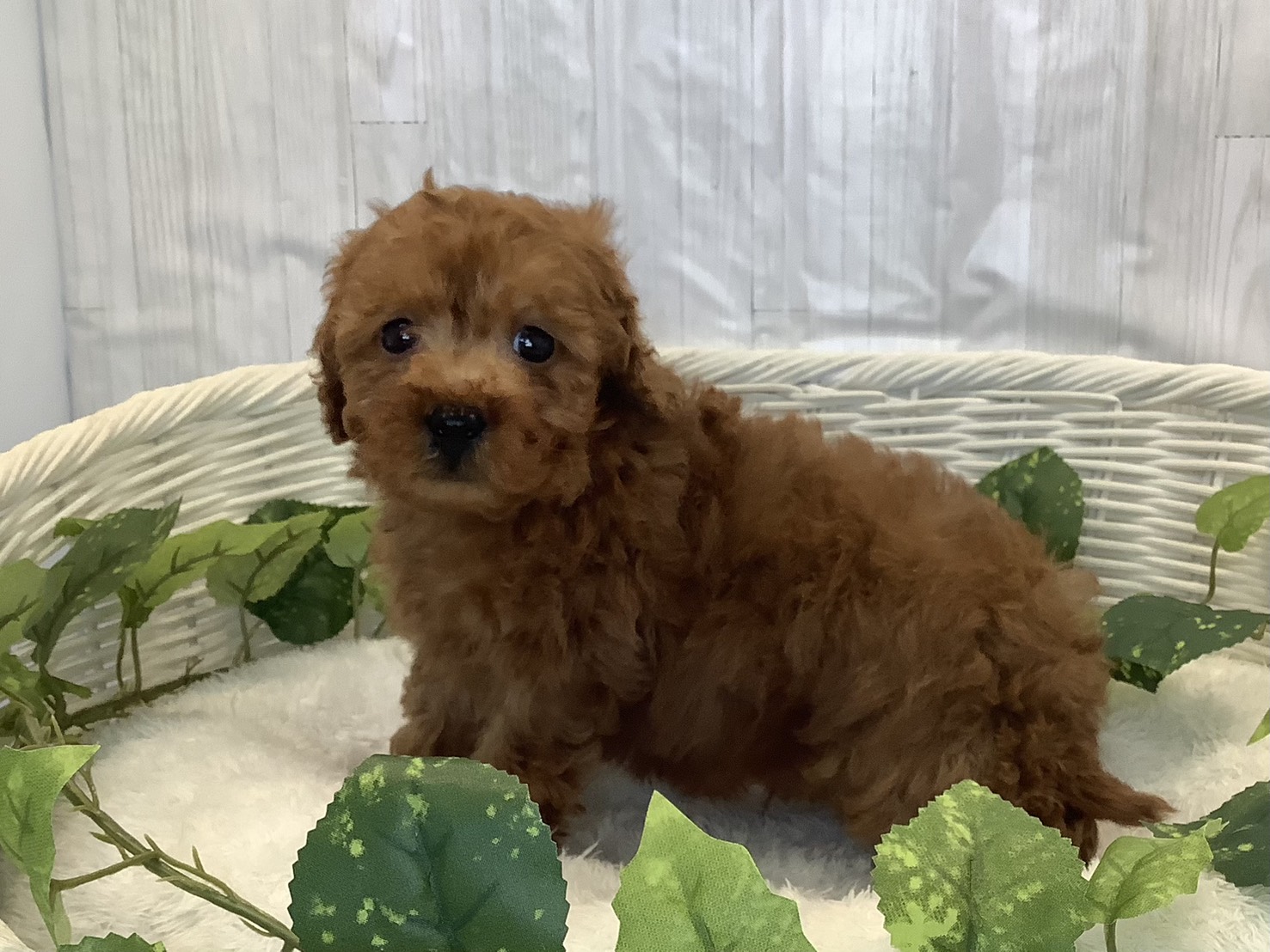 奈良県のトイプードル(トイ) (マルエスペット はんな店/2025年11月3日生まれ/男の子/レッドフォーン)の子犬の3枚目の画像