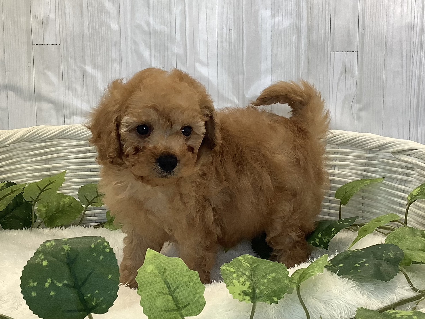 奈良県のトイプードル(トイ) (マルエスペット 押熊店/2025年11月3日生まれ/男の子/オレンジフォーン)の子犬の3枚目の画像