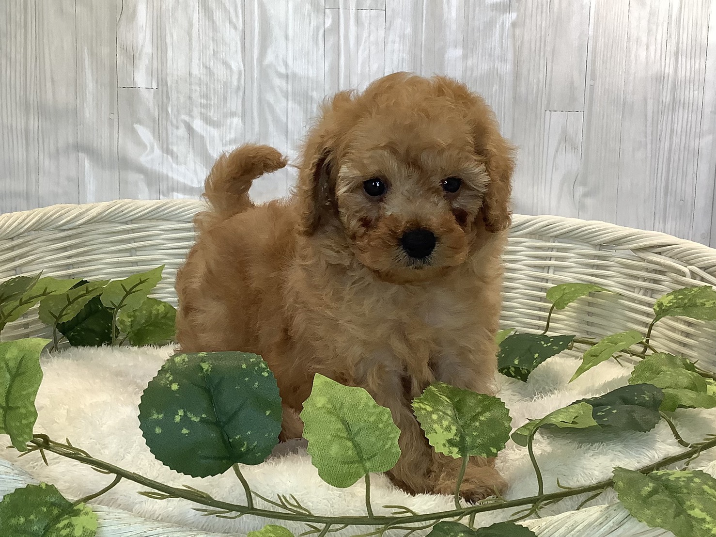 奈良県のトイプードル(トイ) (マルエスペット 押熊店/2025年11月3日生まれ/男の子/オレンジフォーン)の子犬の2枚目の画像