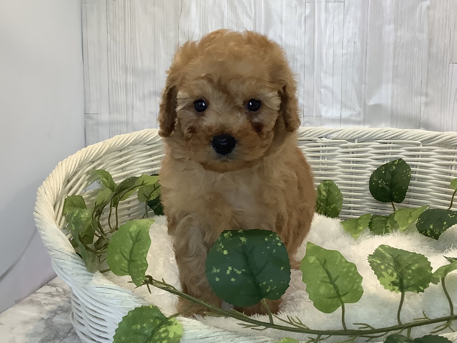 奈良県のトイプードル(トイ) (マルエスペット 押熊店/2025年11月3日生まれ/男の子/オレンジフォーン)の子犬の1枚目の画像