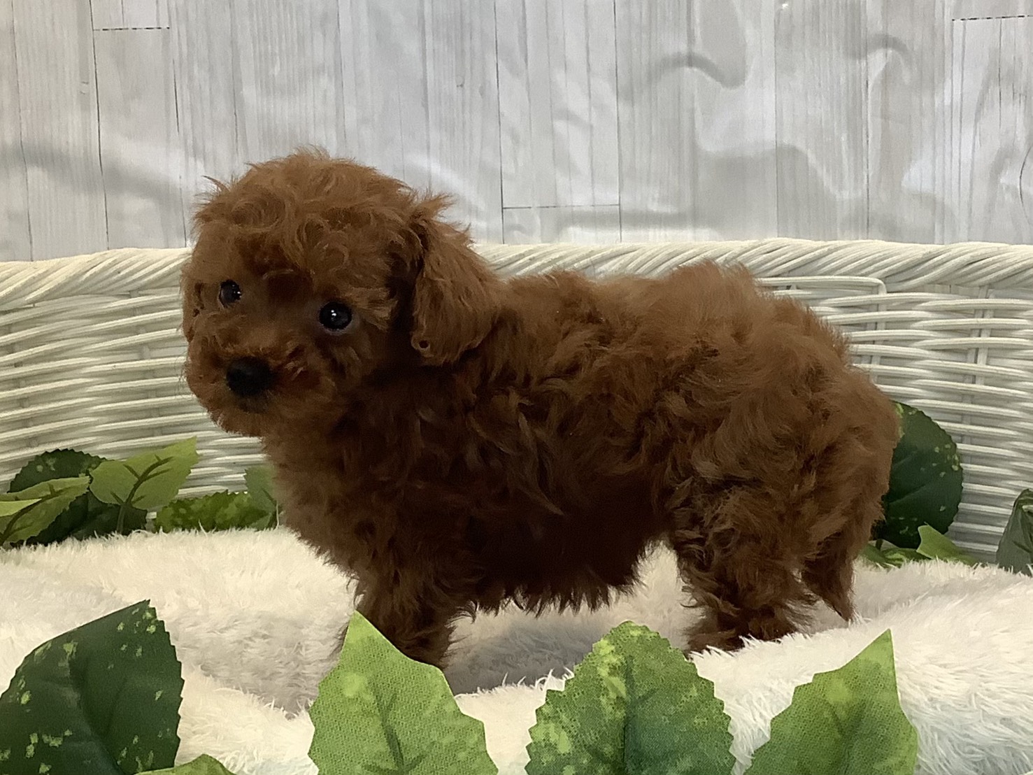 奈良県のトイプードル(トイ) (マルエスペット 富雄店/2025年11月1日生まれ/女の子/レッドフォーン)の子犬の3枚目の画像