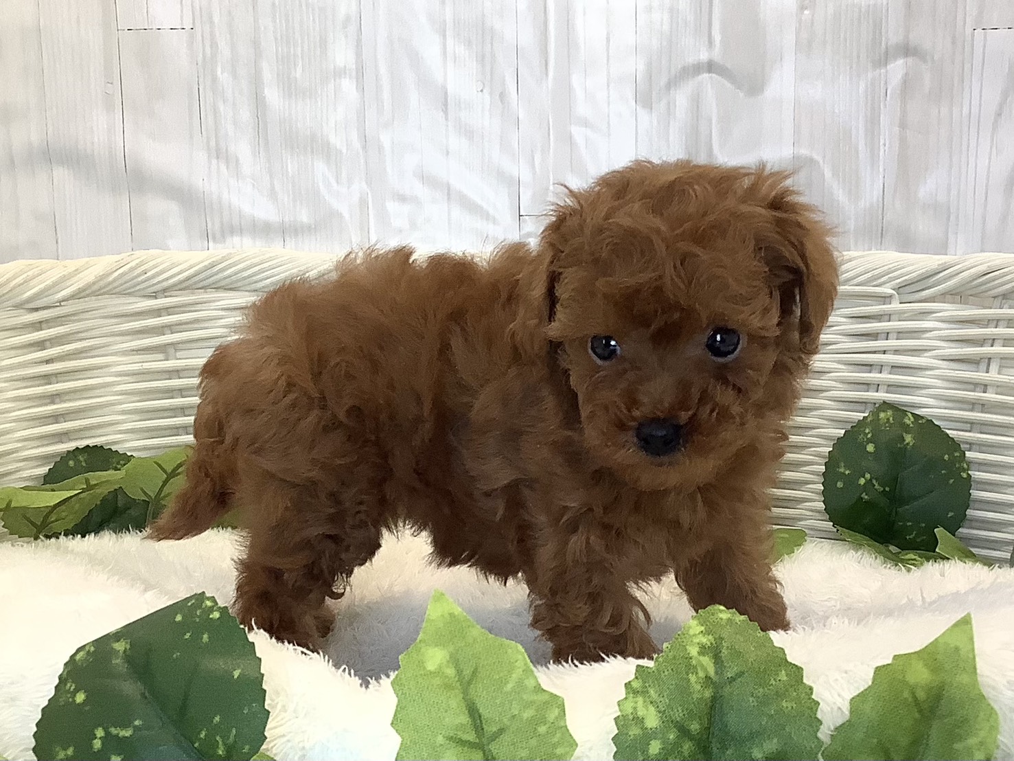 奈良県のトイプードル(トイ) (マルエスペット 富雄店/2025年11月1日生まれ/女の子/レッドフォーン)の子犬の2枚目の画像