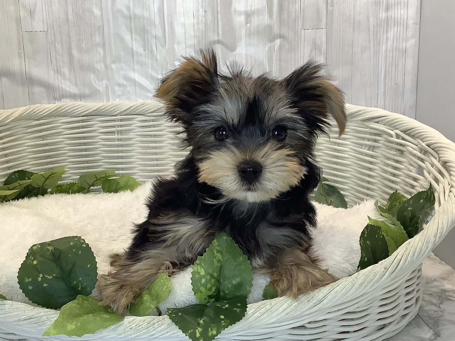 奈良県のヨークシャーテリア (マルエスペット いかるが店/2025年10月17日生まれ/男の子/スチールブルータン)の子犬の1枚目の画像