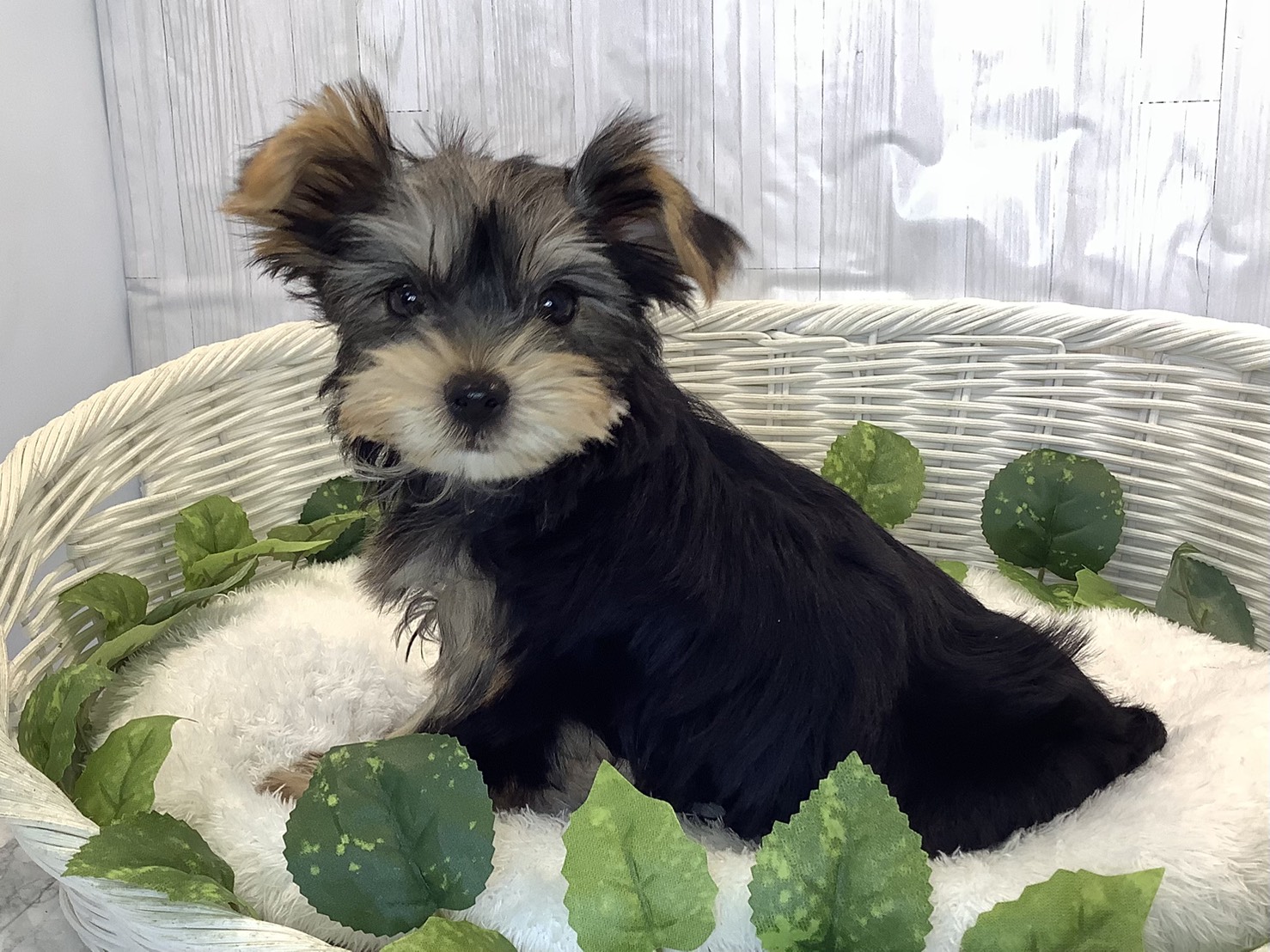 奈良県のヨークシャーテリア (マルエスペット いかるが店/2025年10月17日生まれ/男の子/スチールブルータン)の子犬の3枚目の画像