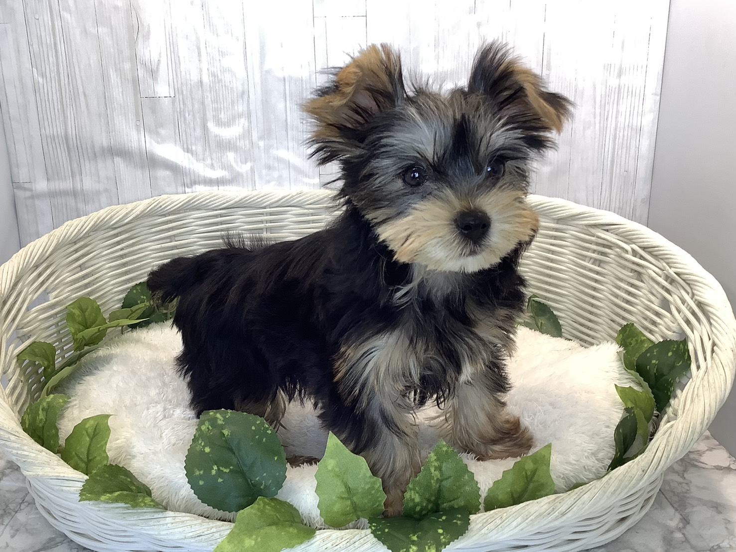 奈良県のヨークシャーテリア (マルエスペット いかるが店/2025年10月17日生まれ/男の子/スチールブルータン)の子犬の2枚目の画像