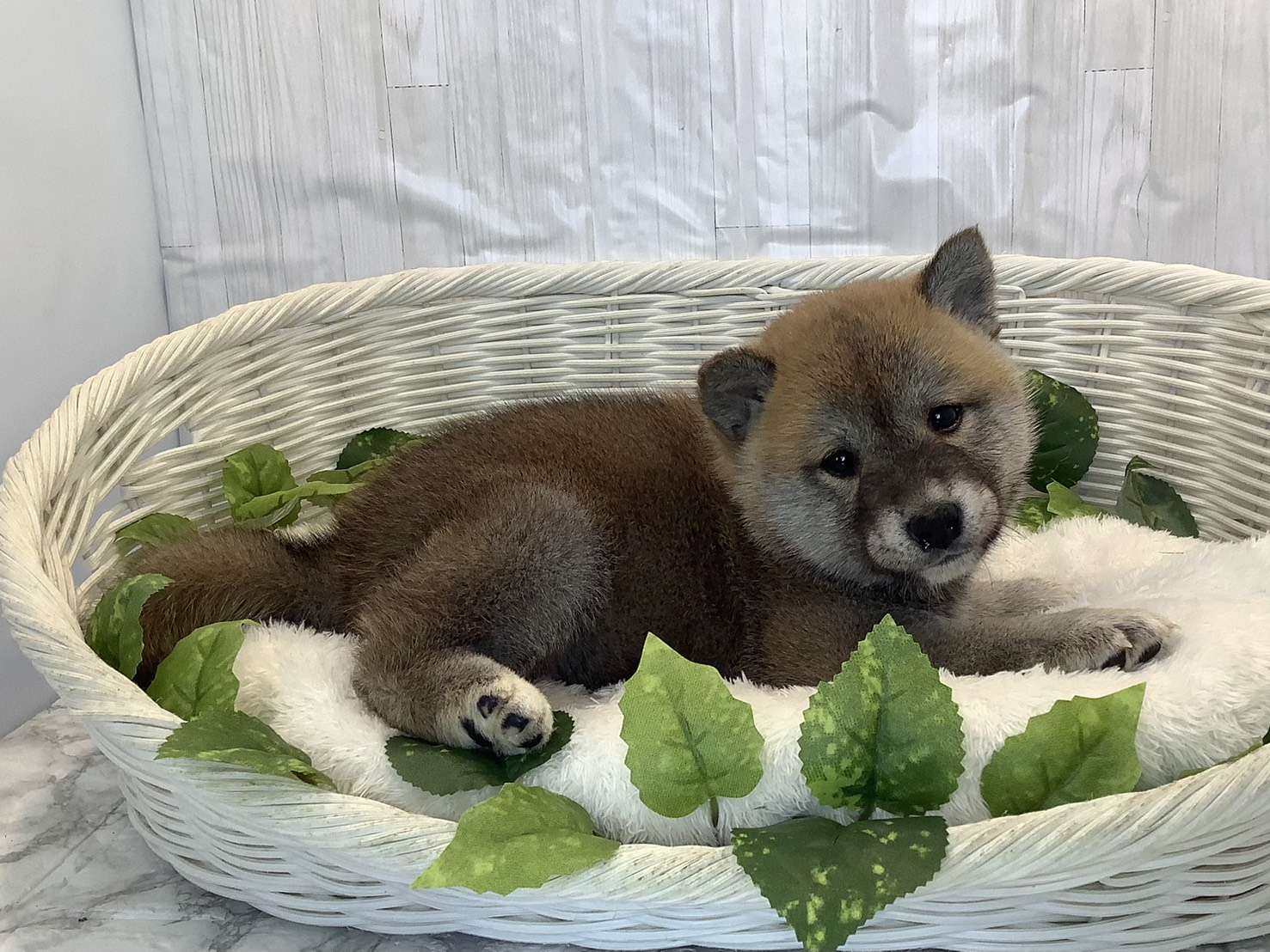 奈良県の柴犬(標準サイズ) (マルエスペット いかるが店/2025年11月3日生まれ/男の子/赤)の子犬の2枚目の画像