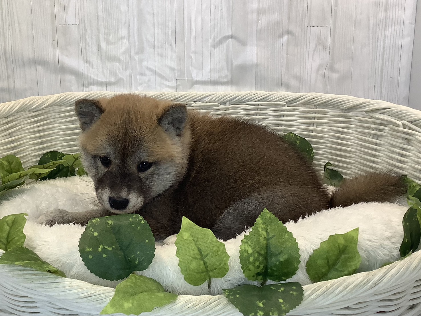 奈良県の柴犬(標準サイズ) (マルエスペット いかるが店/2025年11月3日生まれ/男の子/赤)の子犬の3枚目の画像