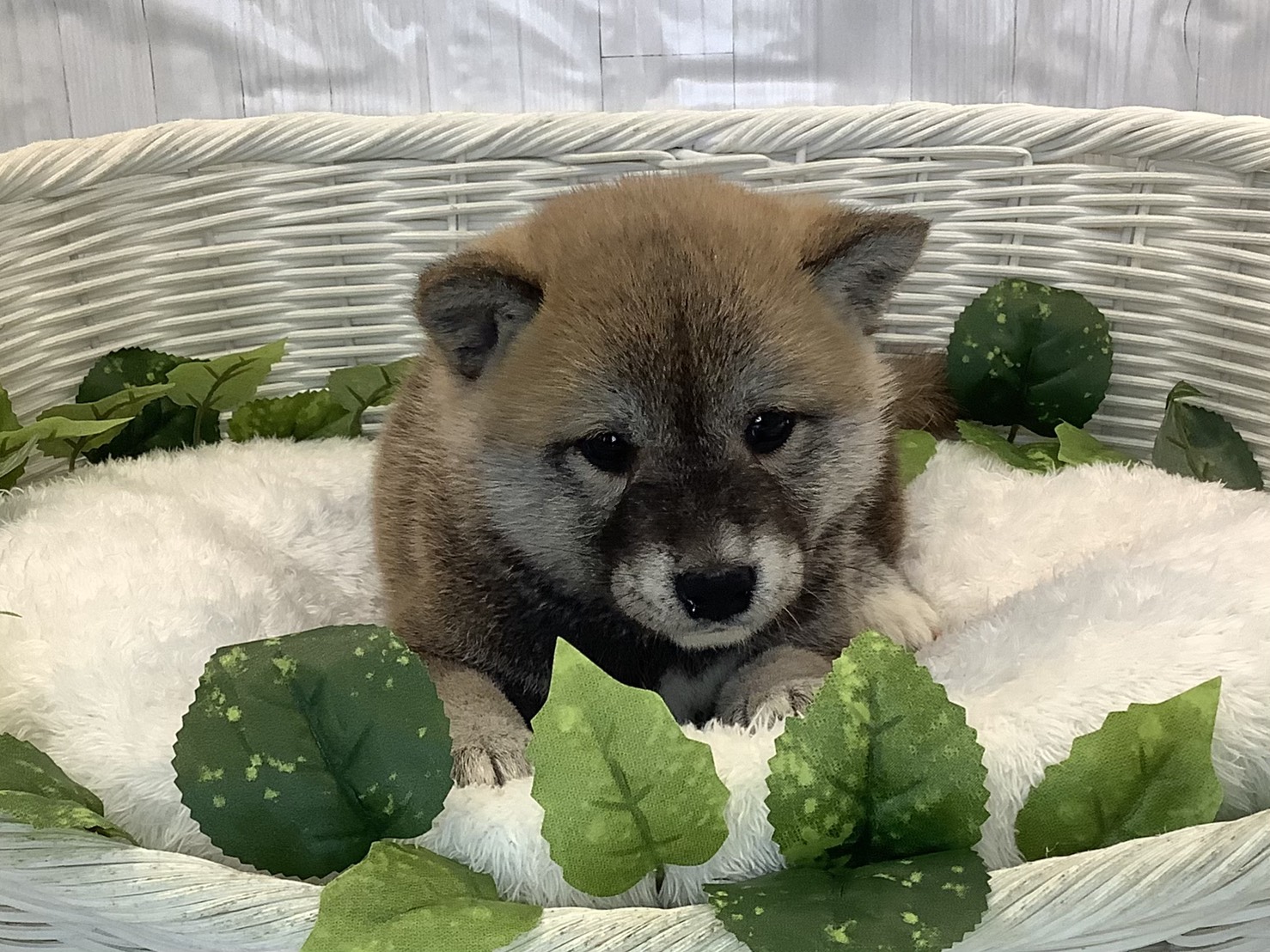 奈良県の柴犬(標準サイズ) (マルエスペット いかるが店/2025年11月3日生まれ/男の子/赤)の子犬の1枚目の画像