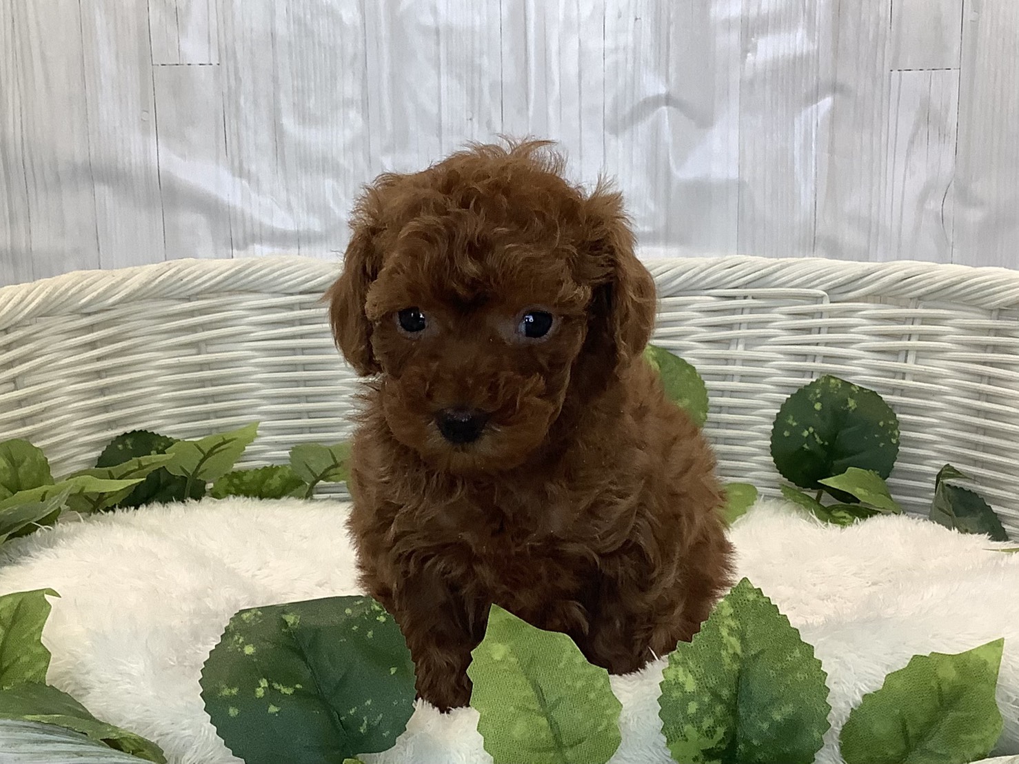 奈良県のトイプードル(トイ) (マルエスペット いかるが店/2025年11月1日生まれ/男の子/レッドフォーン)の子犬の1枚目の画像