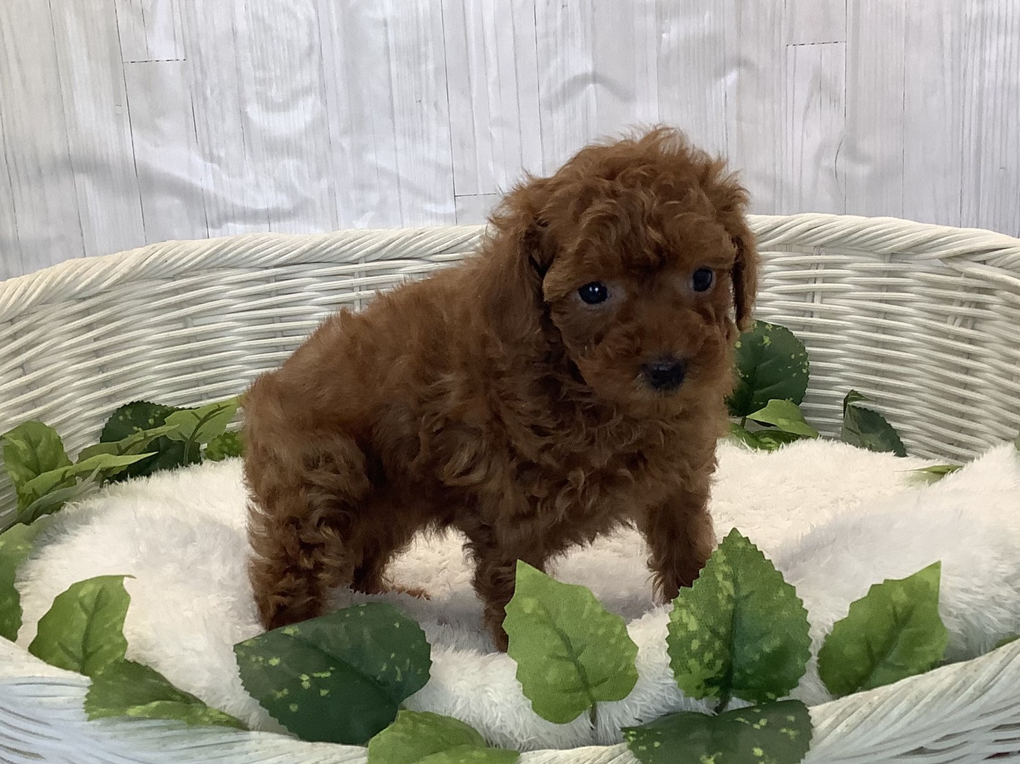 奈良県のトイプードル(トイ) (マルエスペット いかるが店/2025年11月1日生まれ/男の子/レッドフォーン)の子犬の2枚目の画像