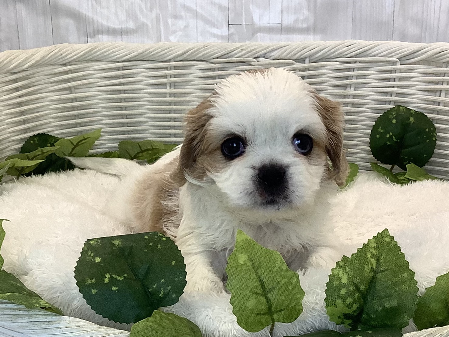 奈良県のハーフ犬・ミックス犬 (マルエスペット ヒルステップ生駒店/2025年11月3日生まれ/女の子/ブレンハイム)の子犬の1枚目の画像