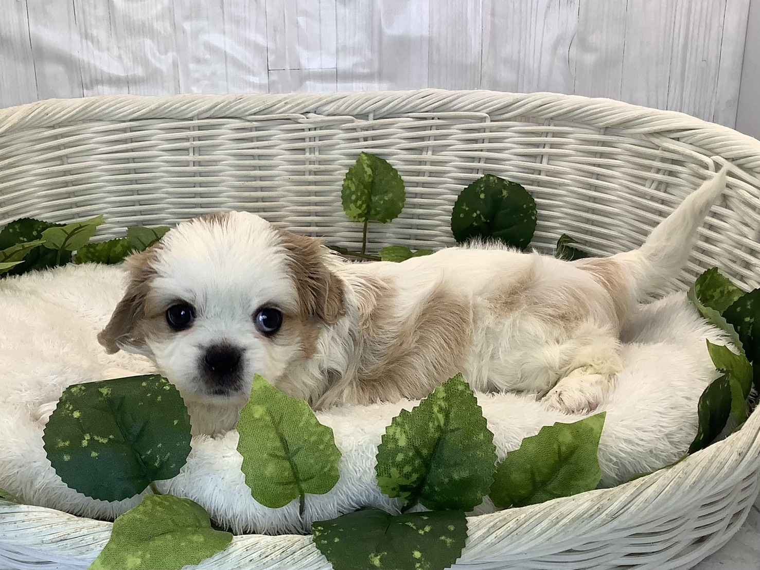 奈良県のハーフ犬・ミックス犬 (マルエスペット ヒルステップ生駒店/2025年11月3日生まれ/女の子/ブレンハイム)の子犬の3枚目の画像