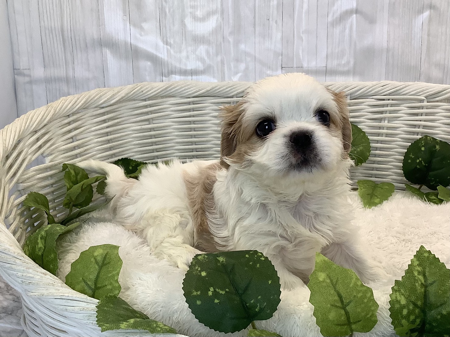 奈良県のハーフ犬・ミックス犬 (マルエスペット ヒルステップ生駒店/2025年11月3日生まれ/女の子/ブレンハイム)の子犬の2枚目の画像