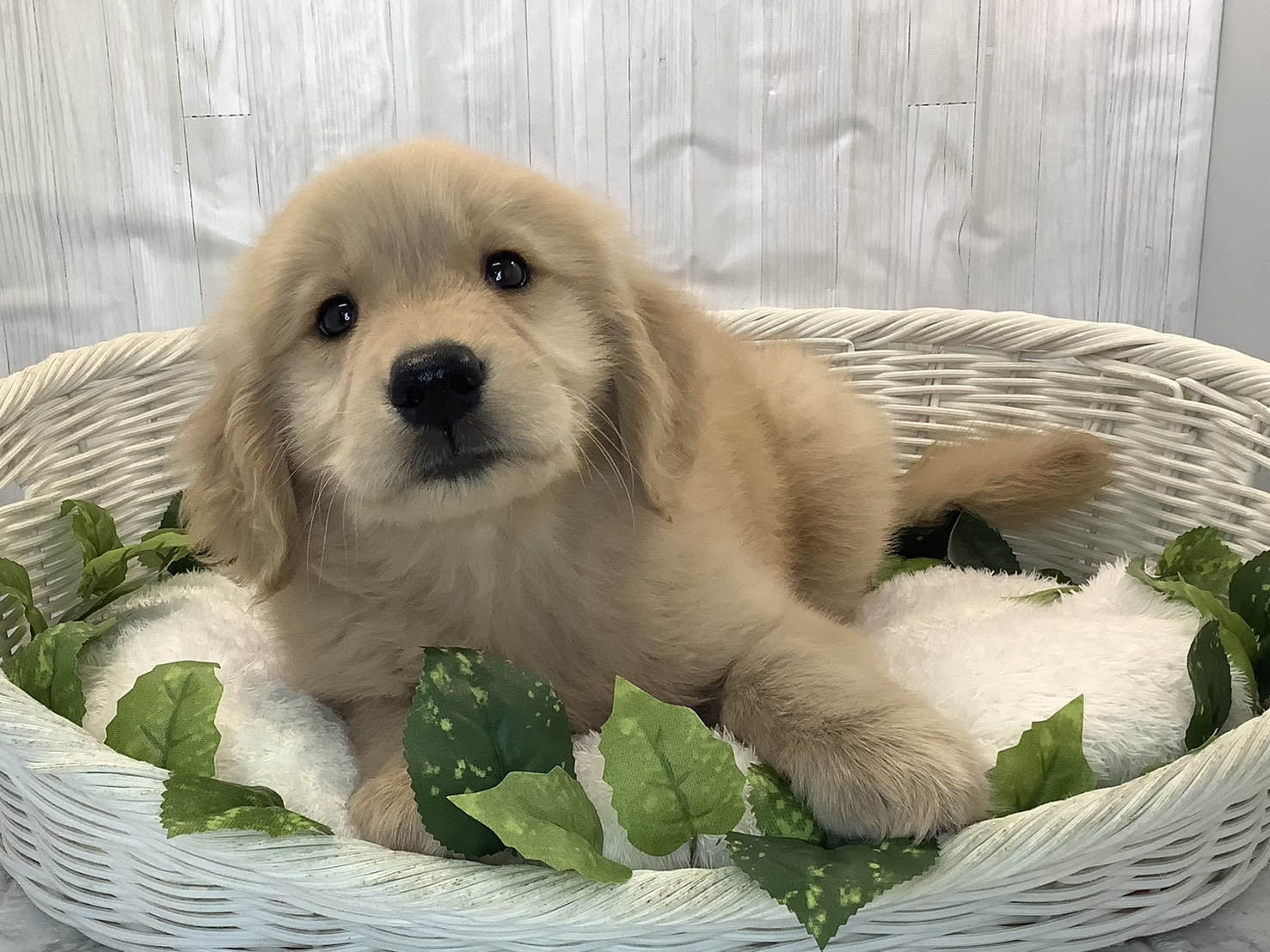 奈良県のゴールデンレトリバー (マルエスペット いかるが店/2025年11月3日生まれ/男の子/ゴールデン)の子犬の1枚目の画像