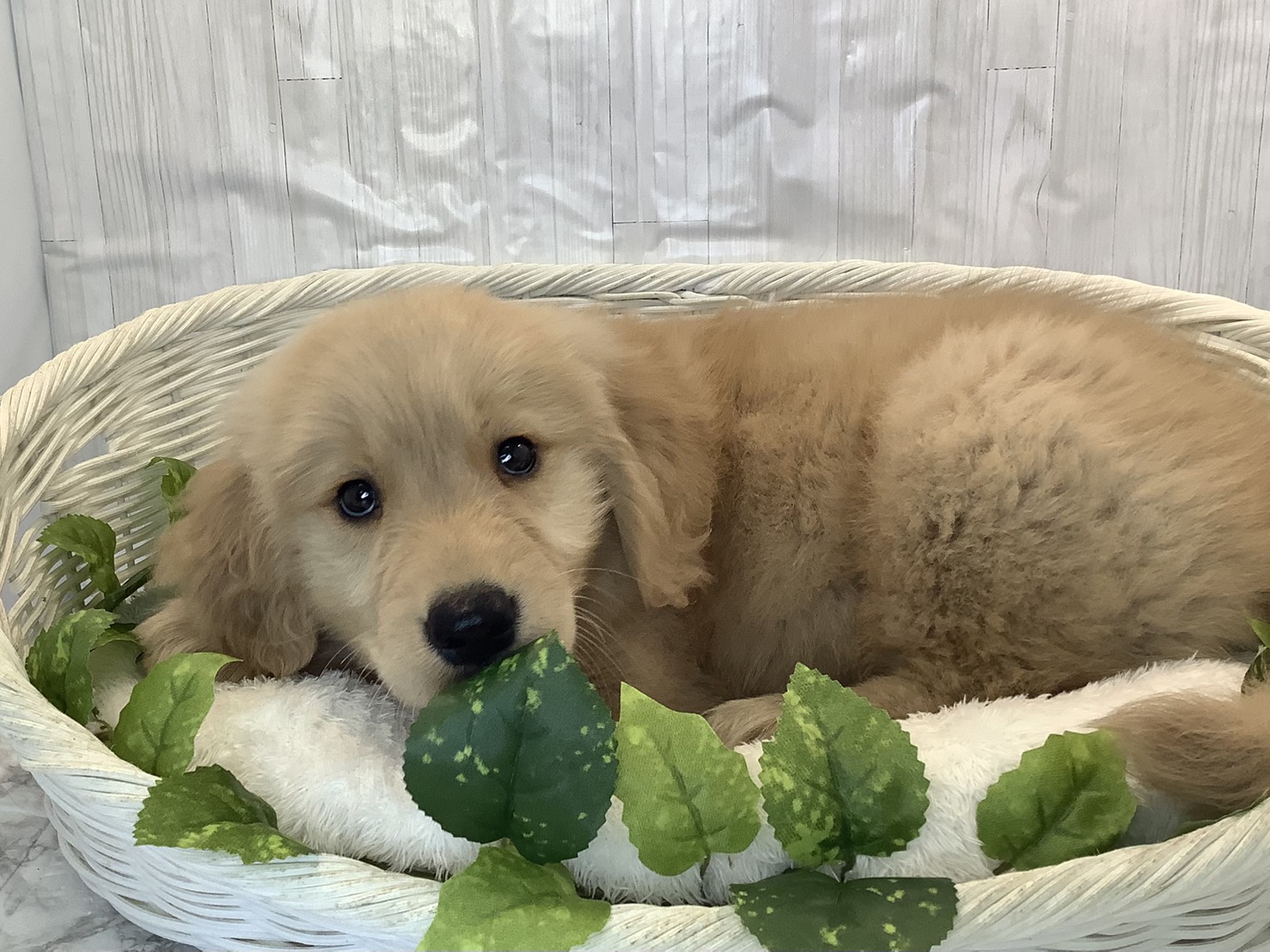 奈良県のゴールデンレトリバー (マルエスペット いかるが店/2025年11月3日生まれ/男の子/ゴールデン)の子犬の3枚目の画像