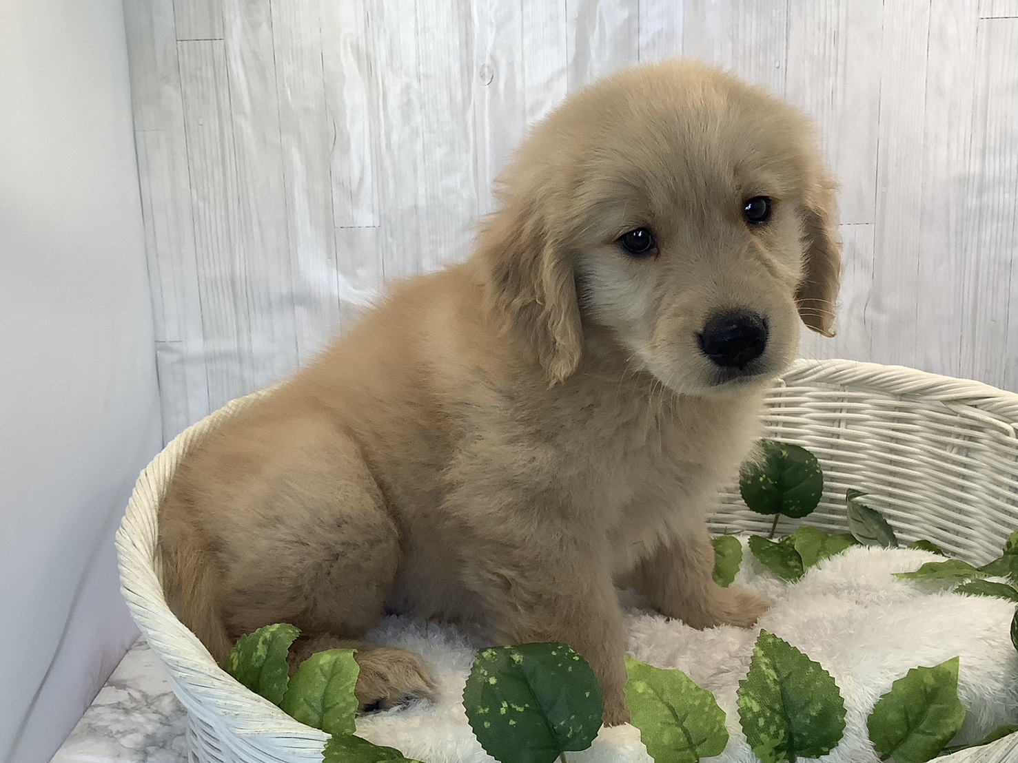 奈良県のゴールデンレトリバー (マルエスペット いかるが店/2025年11月3日生まれ/男の子/ゴールデン)の子犬の2枚目の画像