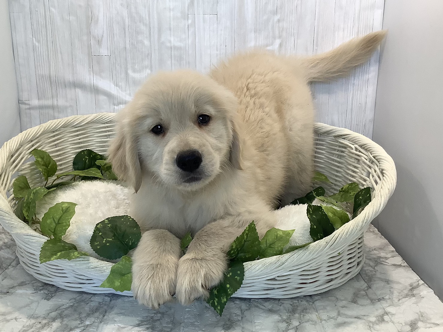 奈良県のゴールデンレトリバー (マルエスペット はんな店/2025年11月3日生まれ/男の子/ゴールデン)の子犬の1枚目の画像