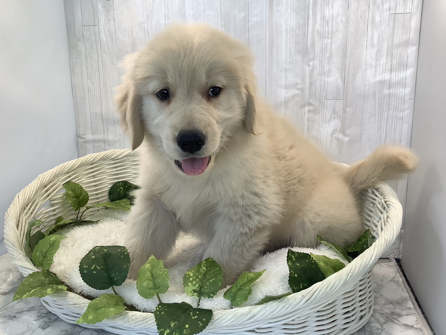 奈良県のゴールデンレトリバー (マルエスペット はんな店/2025年11月3日生まれ/男の子/ゴールデン)の子犬の3枚目の画像