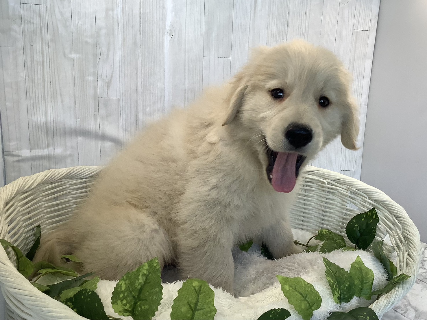 奈良県のゴールデンレトリバー (マルエスペット はんな店/2025年11月3日生まれ/男の子/ゴールデン)の子犬の2枚目の画像