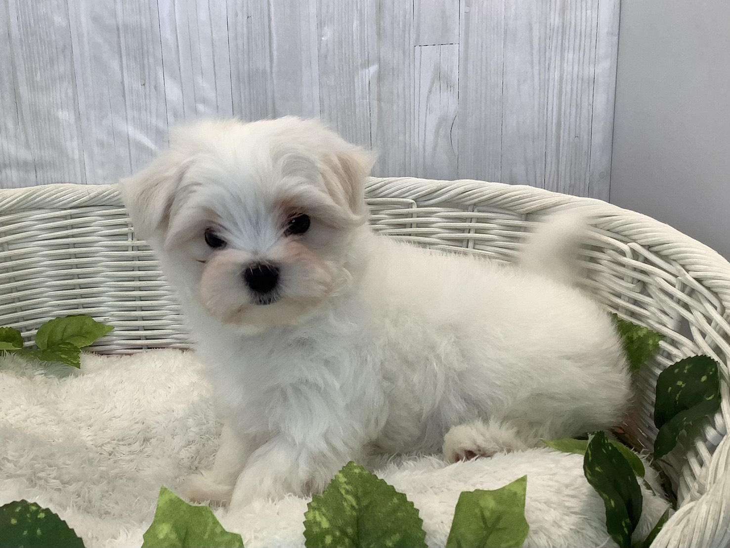 奈良県のマルチーズ (ペットアミ生駒店/2025年11月3日生まれ/男の子/ホワイト)の子犬の3枚目の画像