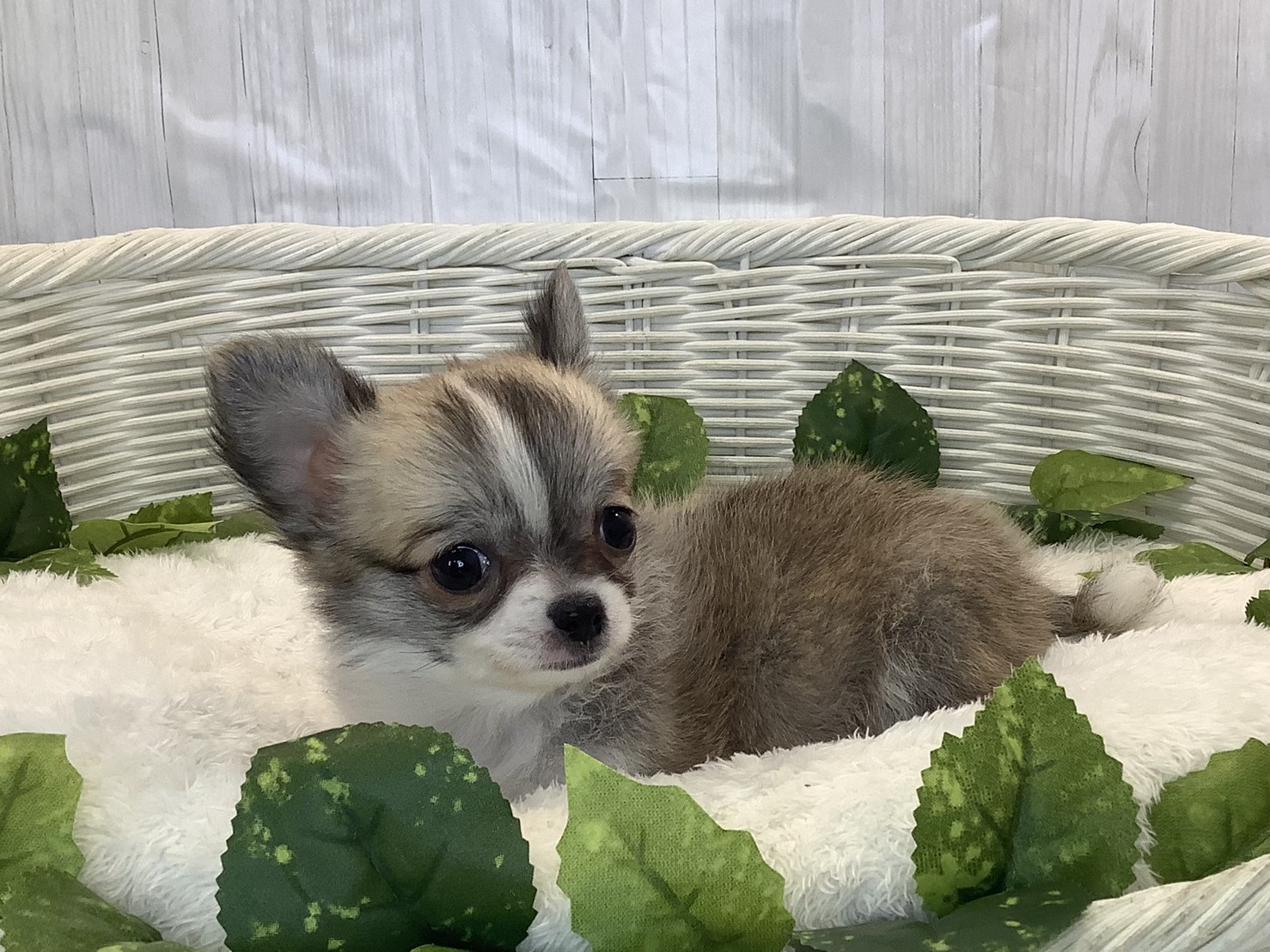 奈良県のチワワ(ロング) (マルエスペット はんな店/2025年11月3日生まれ/女の子/フォーンホワイト)の子犬の3枚目の画像