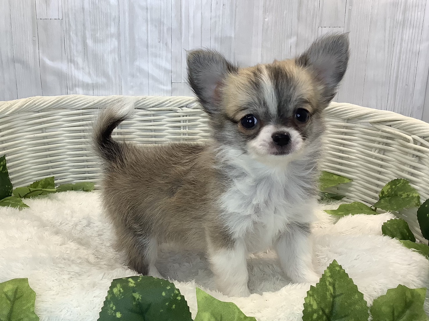 奈良県のチワワ(ロング) (マルエスペット はんな店/2025年11月3日生まれ/女の子/フォーンホワイト)の子犬の2枚目の画像