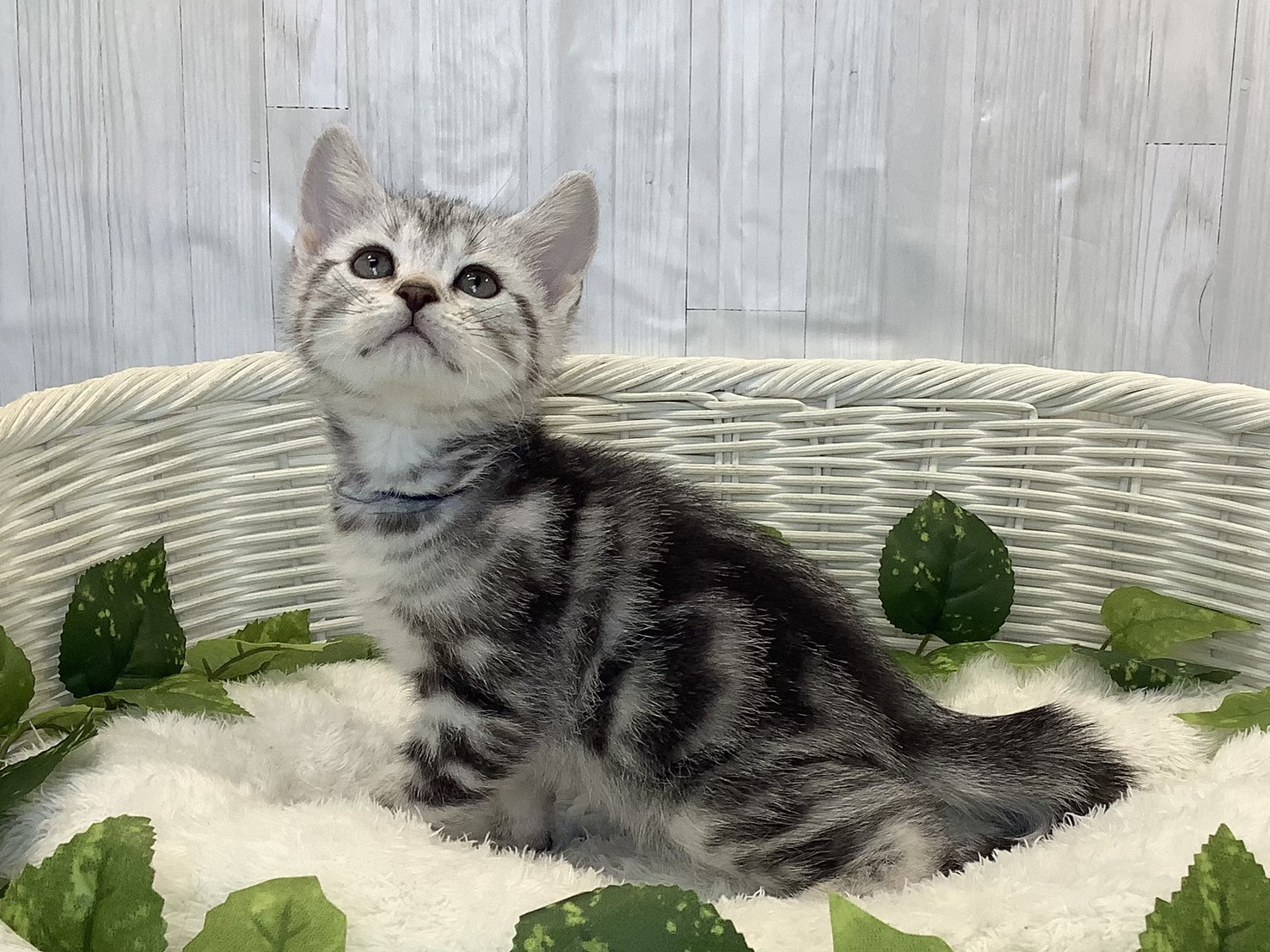 奈良県のアメリカンショートヘアー (マルエスペット 富雄店/2025年11月3日生まれ/男の子/シルバータビー)の子猫の3枚目の画像
