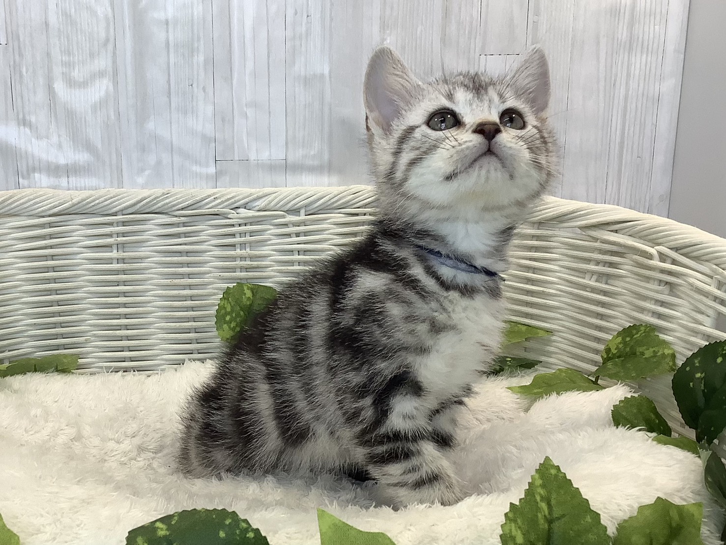 奈良県のアメリカンショートヘアー (マルエスペット 富雄店/2025年11月3日生まれ/男の子/シルバータビー)の子猫の2枚目の画像
