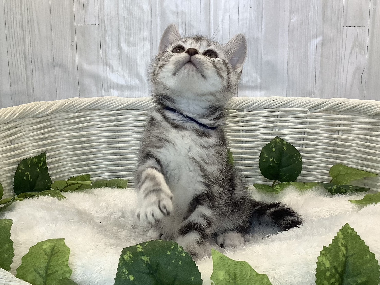 奈良県のアメリカンショートヘアー (マルエスペット 富雄店/2025年11月3日生まれ/男の子/シルバータビー)の子猫の1枚目の画像