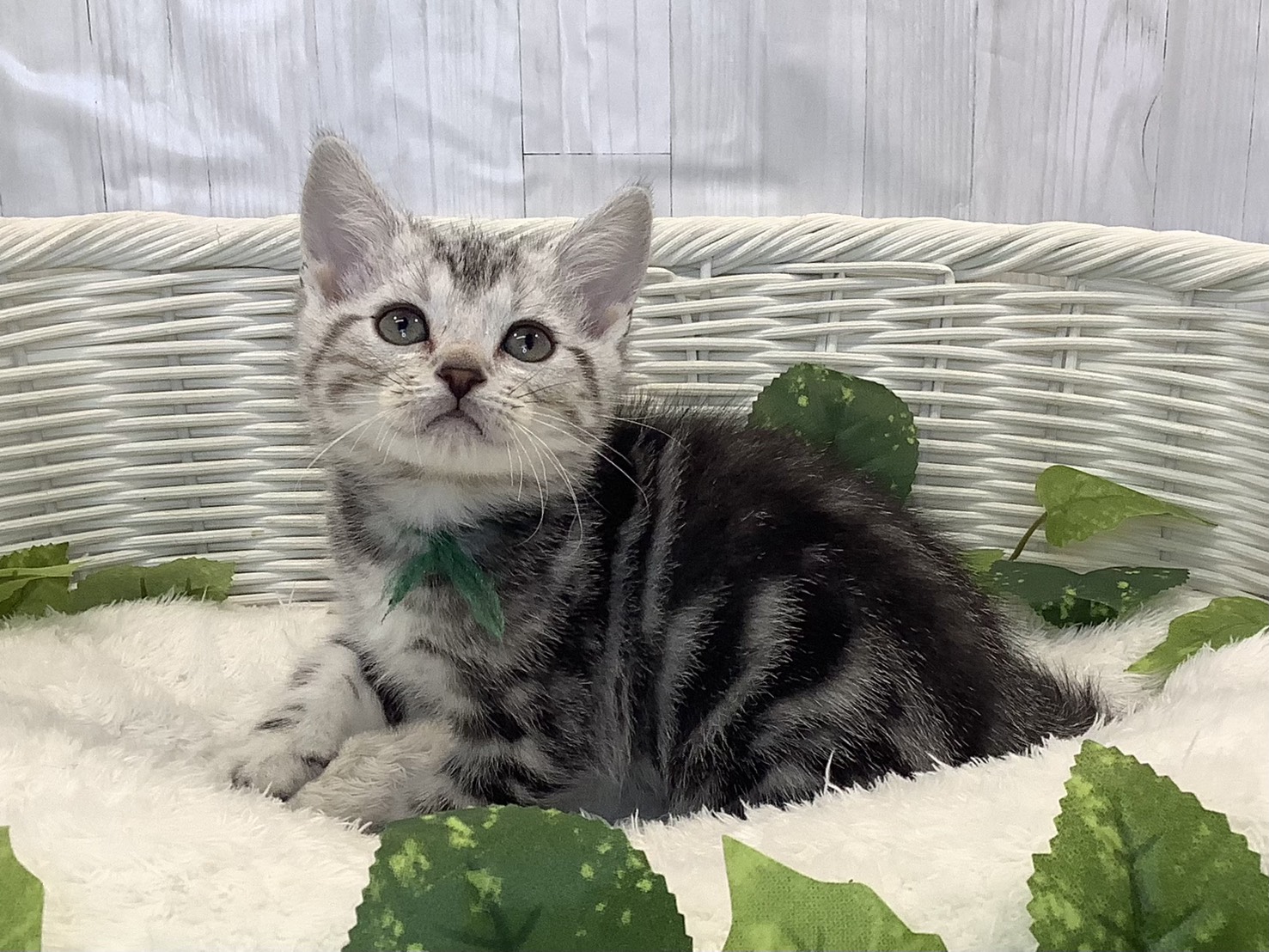 奈良県のアメリカンショートヘアー (マルエスペット 押熊店/2025年11月3日生まれ/女の子/シルバータビー)の子猫の3枚目の画像