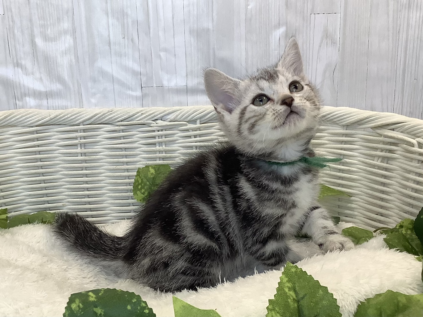 奈良県のアメリカンショートヘアー (マルエスペット 押熊店/2025年11月3日生まれ/女の子/シルバータビー)の子猫の2枚目の画像