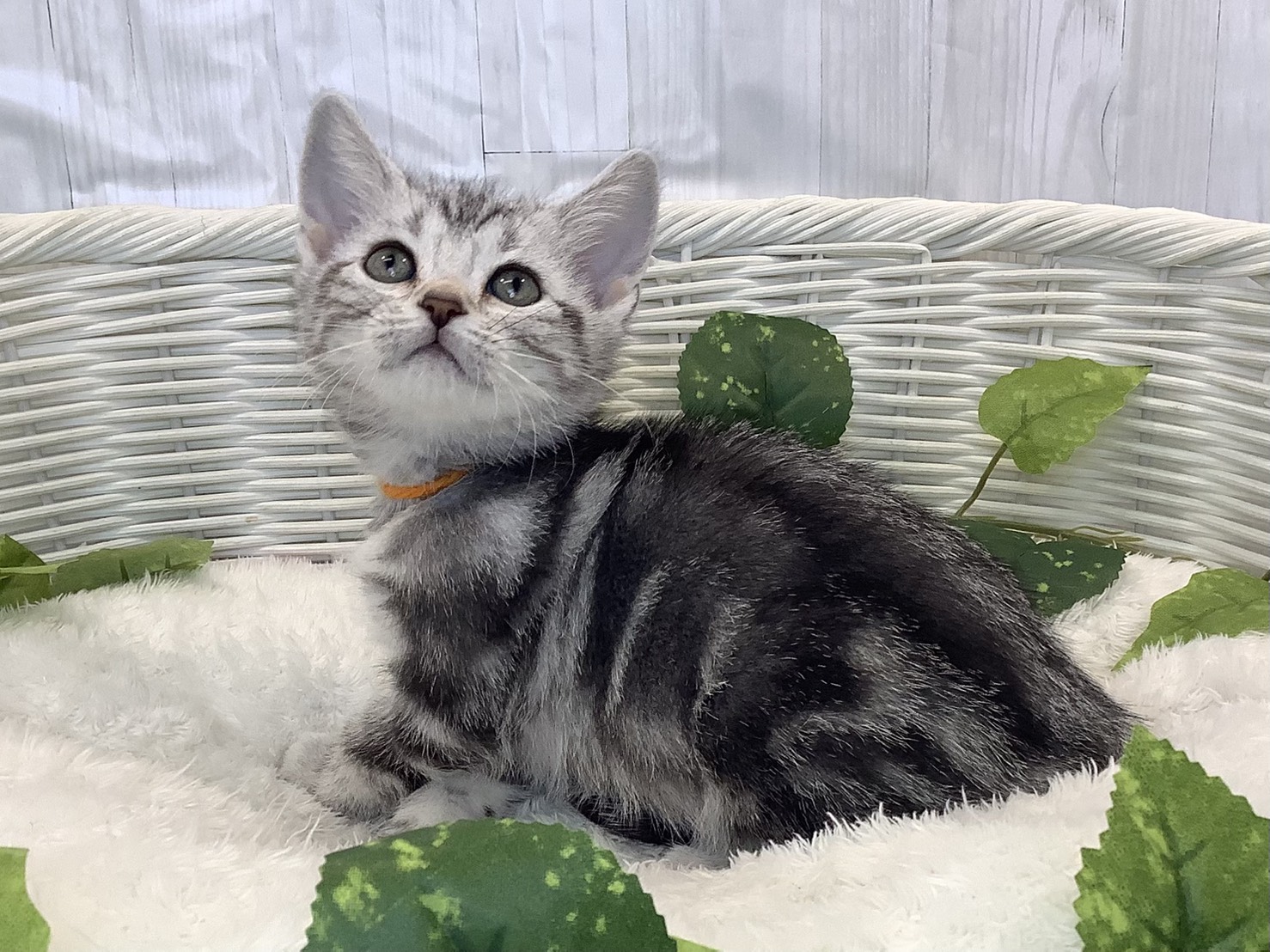 奈良県のアメリカンショートヘアー (マルエスペット 奈良店/2025年11月3日生まれ/女の子/シルバータビー)の子猫の3枚目の画像