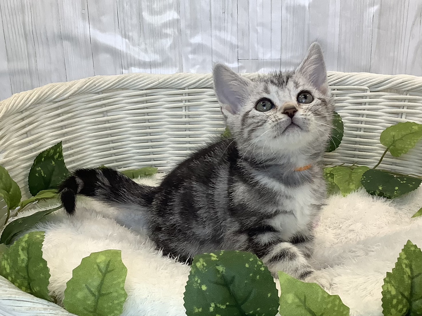 奈良県のアメリカンショートヘアー (マルエスペット 奈良店/2025年11月3日生まれ/女の子/シルバータビー)の子猫の2枚目の画像