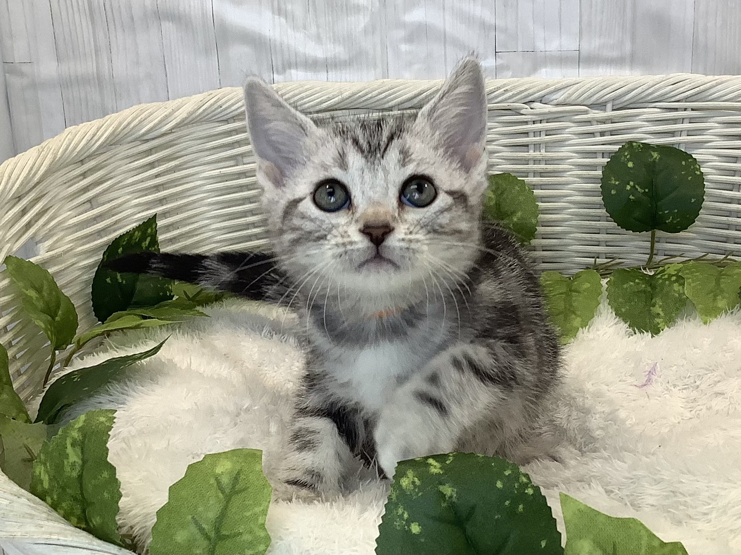 奈良県のアメリカンショートヘアー (マルエスペット 奈良店/2025年11月3日生まれ/女の子/シルバータビー)の子猫の1枚目の画像