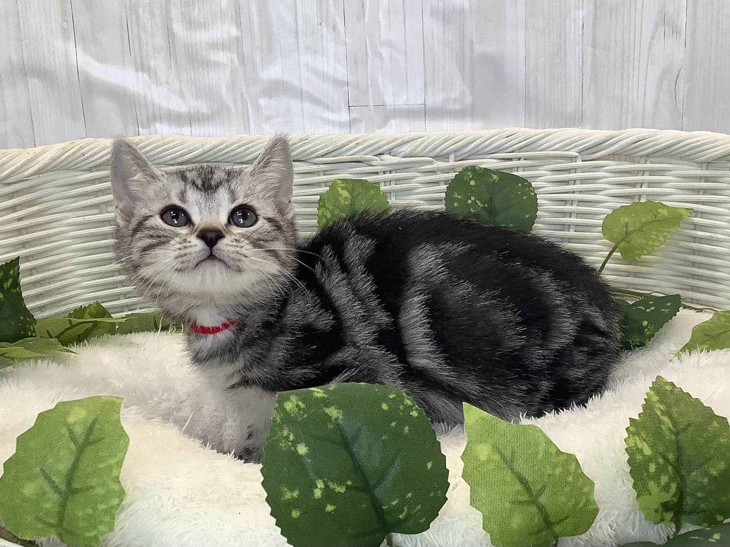 奈良県のアメリカンショートヘアー (マルエスペット いかるが店/2025年11月3日生まれ/女の子/シルバータビー)の子猫の3枚目の画像