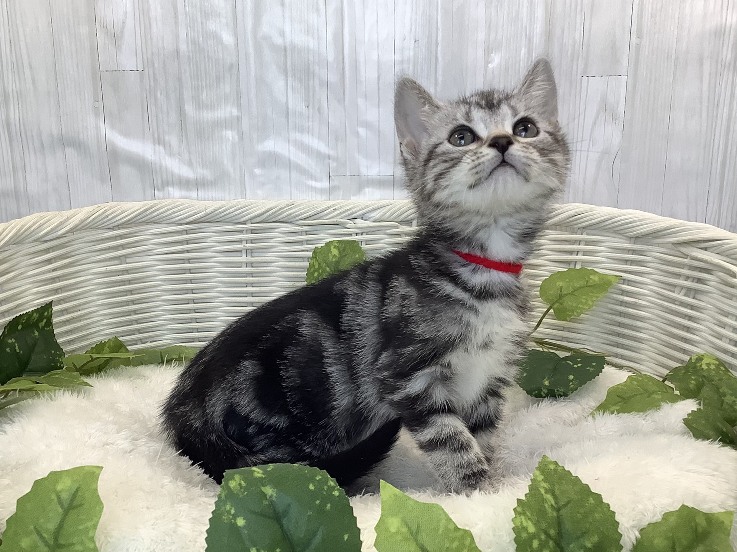 奈良県のアメリカンショートヘアー (マルエスペット いかるが店/2025年11月3日生まれ/女の子/シルバータビー)の子猫の2枚目の画像