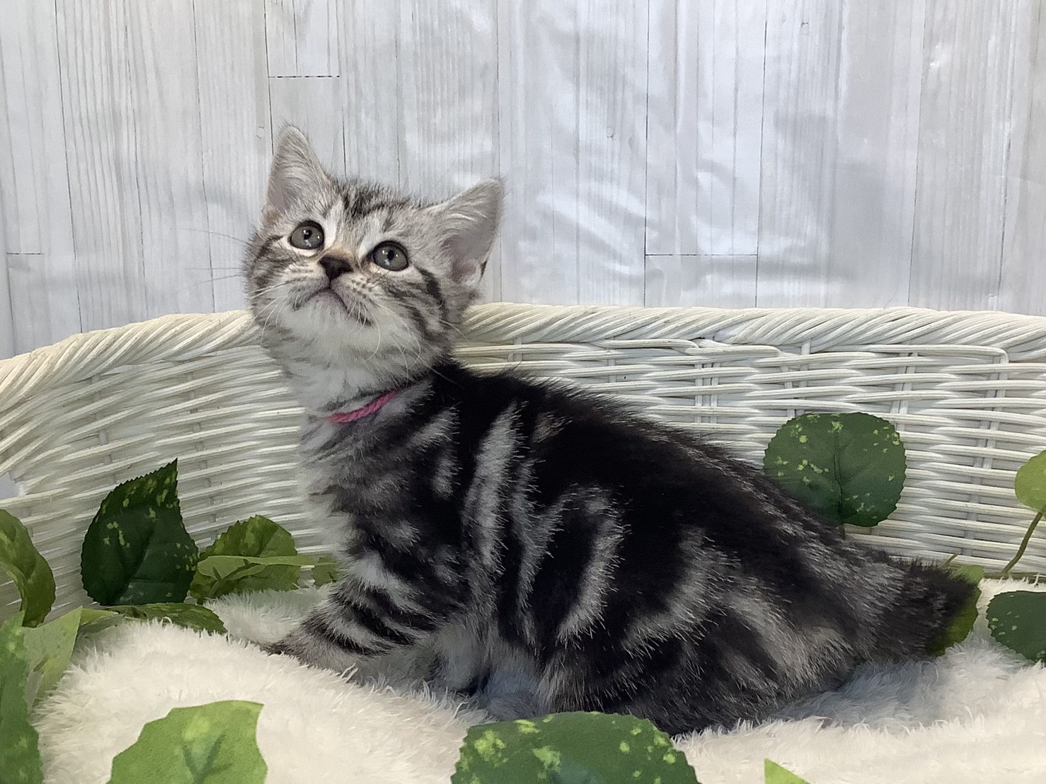 奈良県のアメリカンショートヘアー (ペットアミ生駒店/2025年11月3日生まれ/女の子/シルバータビー)の子猫の3枚目の画像